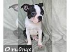 Boston Terrier PUPPY FOR SALE ADN-791848 - SPECIAL Male Boston Terrier