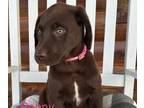 Labrador Retriever PUPPY FOR SALE ADN-791849 - AKC labrador retrievers