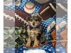 Pom-A-Poo PUPPY FOR SALE ADN-791850 - Adorable Pomapoo Puppy