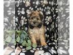 Pom-A-Poo PUPPY FOR SALE ADN-791851 - Adorable Pomapoo Puppy