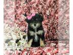 Pom-A-Poo PUPPY FOR SALE ADN-791853 - Adorable Pomapoo Puppy