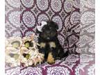 Pom-A-Poo PUPPY FOR SALE ADN-791855 - Adorable Pomapoo Puppy