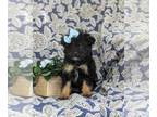 Pom-A-Poo PUPPY FOR SALE ADN-791856 - Adorable Pomapoo Puppy