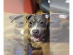 American Bully DOG FOR ADOPTION ADN-791776 - Rheas a love doll
