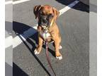Boxer DOG FOR ADOPTION ADN-791454 - AKC BOXER FOR ADOPTION