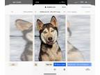 Huskies Mix DOG FOR ADOPTION RGADN-1261863 - Luna Rae - Husky / Terrier / Mixed