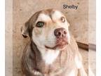 Huskies Mix DOG FOR ADOPTION RGADN-1088881 - Shelby *Adopt or Foster* - Husky /