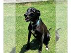 Great Dane Mix DOG FOR ADOPTION RGADN-1090495 - Ella - Great Dane / Mixed Dog