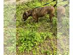 Bull Terrier DOG FOR ADOPTION RGADN-1091000 - Owen - Bull Terrier / Plott Hound