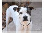 Boxer-Dalmatian Mix DOG FOR ADOPTION RGADN-1091343 - Mumu - Boxer / Dalmatian /