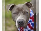 American Pit Bull Terrier DOG FOR ADOPTION RGADN-1091658 - ANGELO - Pit Bull