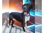 Great Dane Mix DOG FOR ADOPTION RGADN-1092183 - Wilson - Great Dane / Mixed Dog