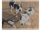 Bull Terrier Mix DOG FOR ADOPTION RGADN-1092188 - Chyna - Bull Terrier / Mixed