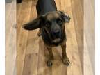 Beagle Mix DOG FOR ADOPTION RGADN-1093404 - Charlie - Beagle / Mixed (medium