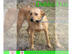 Australian Shepherd-Beagle Mix DOG FOR ADOPTION RGADN-1094500 - Dahlia - Beagle