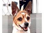 Jack Russell Terrier DOG FOR ADOPTION RGADN-1094737 - Ollie - Adopt Me!