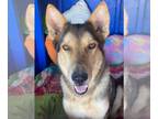 German Shepherd Dog-Huskies Mix DOG FOR ADOPTION RGADN-1100526 - Annabelle -