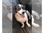 Basset Hound-Jack Russell Terrier Mix DOG FOR ADOPTION RGADN-1106283 - Bella -