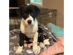 Adopt Iszy a Mixed Breed