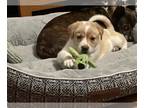 Labrador Retriever Mix DOG FOR ADOPTION RGADN-1252207 - Lena - Labrador