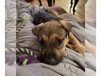 Boxer-German Shepherd Dog Mix DOG FOR ADOPTION RGADN-1256137 - Evie - German