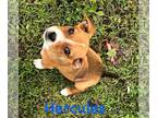 Boxer Mix DOG FOR ADOPTION RGADN-1258159 - Hercules - Boxer / Mixed Dog For