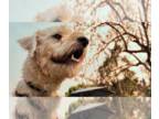 Labrador Retriever Mix DOG FOR ADOPTION RGADN-1258854 - LUCAS - Labrador