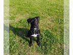 Wheaten Terrier Mix DOG FOR ADOPTION RGADN-1259390 - Jet (NY-Leah) - Wheaten