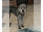 Labrador Retriever DOG FOR ADOPTION RGADN-1259859 - Mia - Labrador Retriever /