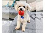 Poodle (Miniature) Mix DOG FOR ADOPTION RGADN-1259863 - Smokey - Poodle