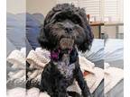 Shih Tzu Mix DOG FOR ADOPTION RGADN-1259864 - Dudley - Poodle (unknown type) /