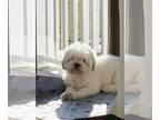 Shih Tzu DOG FOR ADOPTION RGADN-1259869 - Annie - Shih Tzu (medium coat) Dog For