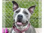 American Pit Bull Terrier Mix DOG FOR ADOPTION RGADN-1259872 - Maddie - Reduced