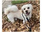 Lhasanese DOG FOR ADOPTION RGADN-1259874 - Dillon (AL) - Pekingese / Lhasa Apso