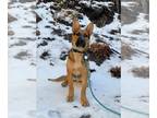 German Shepherd Dog Mix DOG FOR ADOPTION RGADN-1259876 - Mickey - German