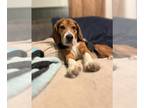 Beagle DOG FOR ADOPTION RGADN-1259879 - Clyde - Beagle Dog For Adoption