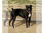 Boxer Mix DOG FOR ADOPTION RGADN-1259887 - Taz - Boxer / Mixed (short coat) Dog