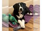 American Pit Bull Terrier Mix DOG FOR ADOPTION RGADN-1259894 - Baxter - American