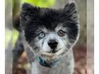 Pomeranian DOG FOR ADOPTION RGADN-1259896 - Wolfie - Pomeranian Dog For Adoption