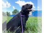 Dachshund-Labrador Retriever Mix DOG FOR ADOPTION RGADN-1259897 - Laura Nelly