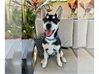 American Staffordshire Terrier-Siberian Husky Mix DOG FOR ADOPTION RGADN-1259900