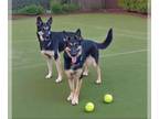 German Shepherd Dog Mix DOG FOR ADOPTION RGADN-1259904 - Kobe - German Shepherd