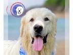 Great Pyrenees DOG FOR ADOPTION RGADN-1259909 - Howdy - Great Pyrenees (long