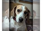 Beagle DOG FOR ADOPTION RGADN-1259912 - Turner - Beagle (short coat) Dog For
