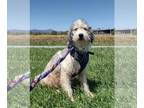 Aussiedoodle DOG FOR ADOPTION RGADN-1259914 - Chauncey Feb 24 - In Foster in
