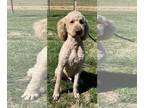 Goldendoodle DOG FOR ADOPTION RGADN-1259916 - Vinnie Feb 24 - Poodle (Standard)