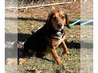Beagle DOG FOR ADOPTION RGADN-1259918 - Vinny II - Beagle Dog For Adoption