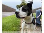 Boston Terrier-Jack Russell Terrier Mix DOG FOR ADOPTION RGADN-1259920 - Beatrix
