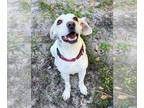 Beagle Mix DOG FOR ADOPTION RGADN-1259925 - Bobbi Sue - Beagle / Mixed Dog For