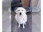 Great Pyrenees DOG FOR ADOPTION RGADN-1259935 - WILMA - Great Pyrenees (long
